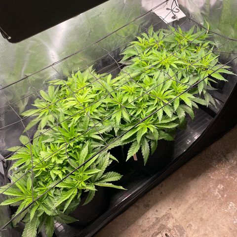 Jamaican Dream growlog timeline photo