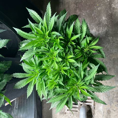 Jamaican Dream growlog timeline photo