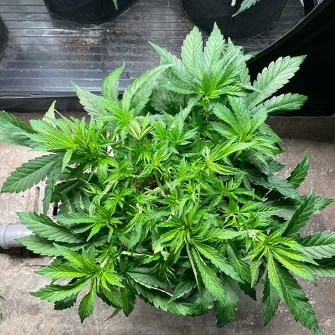 Jamaican Dream growlog timeline photo