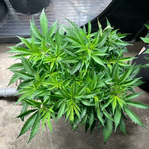 Jamaican Dream growlog timeline photo