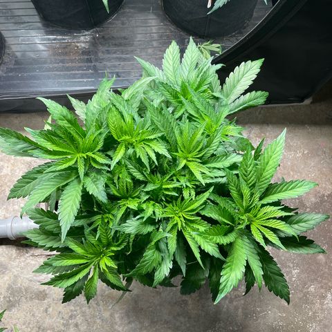 Jamaican Dream growlog timeline photo