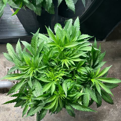 Jamaican Dream growlog timeline photo