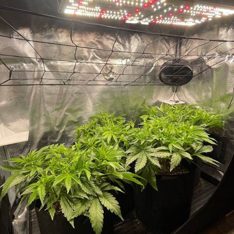 Jamaican Dream growlog timeline photo