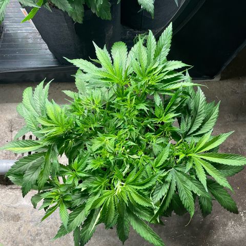 Jamaican Dream growlog timeline photo