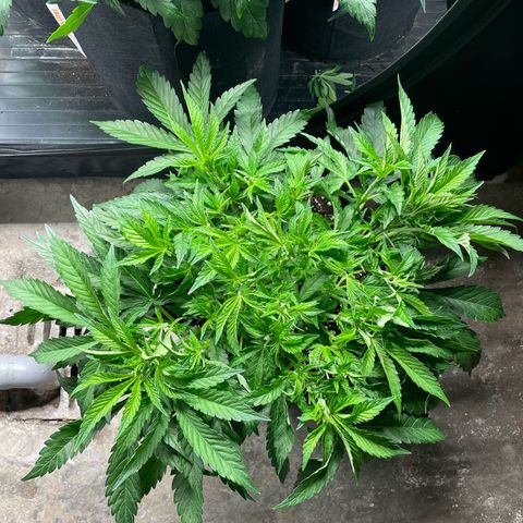 Jamaican Dream growlog timeline photo