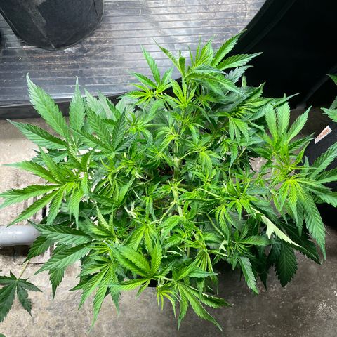 Jamaican Dream growlog timeline photo