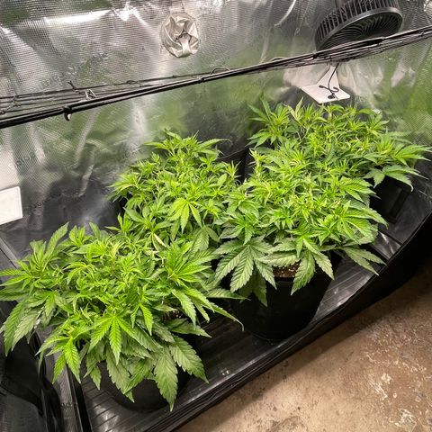 Jamaican Dream growlog timeline photo