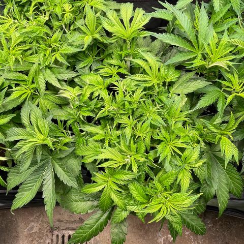 Jamaican Dream growlog timeline photo