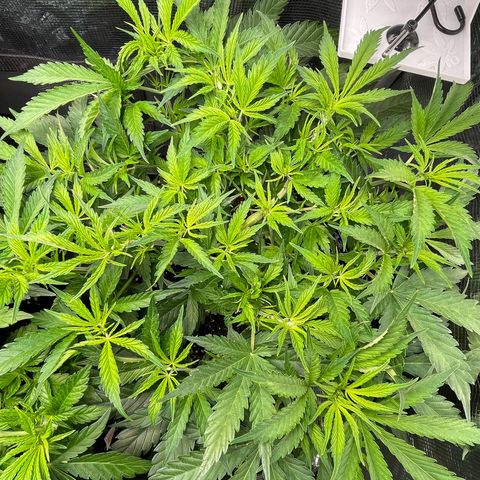 Jamaican Dream growlog timeline photo