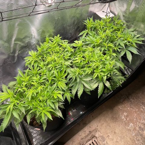 Jamaican Dream growlog timeline photo