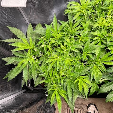 Jamaican Dream growlog timeline photo