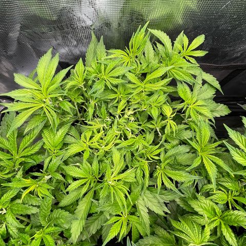 Jamaican Dream growlog timeline photo