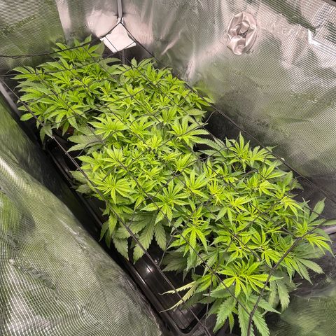 Jamaican Dream growlog timeline photo
