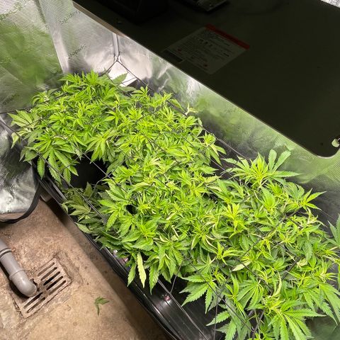 Jamaican Dream growlog timeline photo