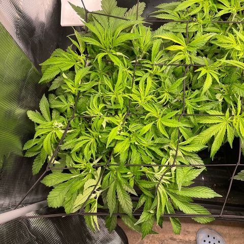 Jamaican Dream growlog timeline photo