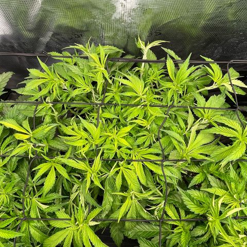 Jamaican Dream growlog timeline photo