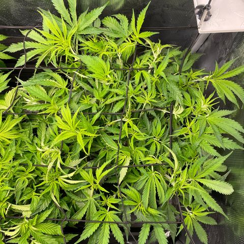 Jamaican Dream growlog timeline photo