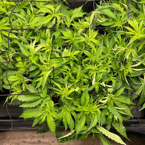 Jamaican Dream growlog timeline photo