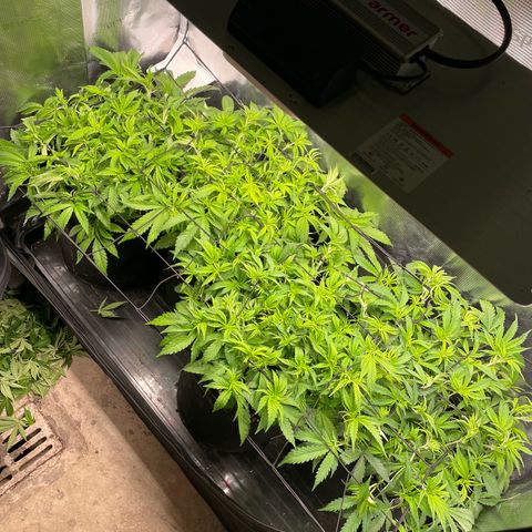 Jamaican Dream growlog photo: Scrog training 