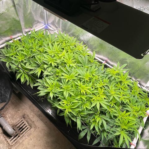 Jamaican Dream growlog photo: Triebe weiter nach unten gebogen und kleineren Trieben mehr Licht gegeben.