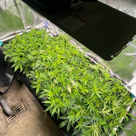 Jamaican Dream growlog photo: Triebe weiter nach unten gebogen und kleineren Trieben mehr Licht gegeben.