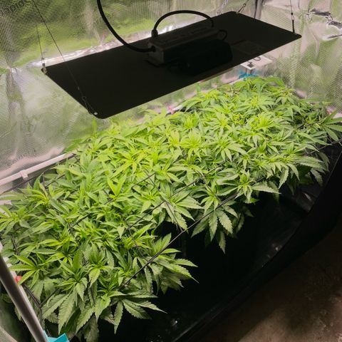 Jamaican Dream growlog timeline photo