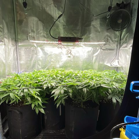 Jamaican Dream growlog timeline photo