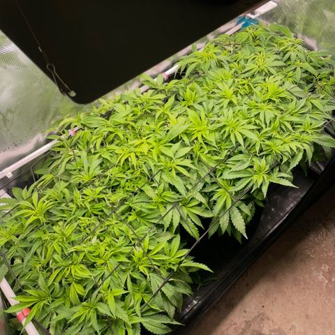 Jamaican Dream growlog timeline photo