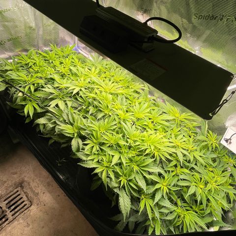 Jamaican Dream growlog timeline photo