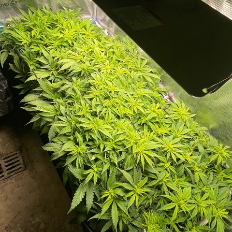 Jamaican Dream growlog timeline photo