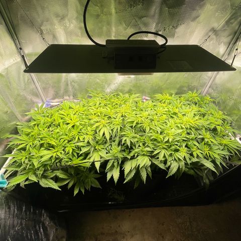 Jamaican Dream growlog timeline photo
