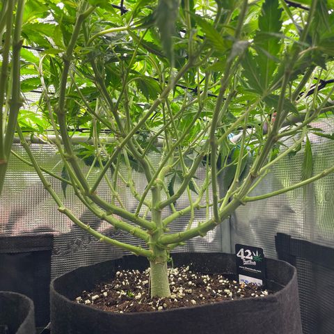Jamaican Dream growlog timeline photo