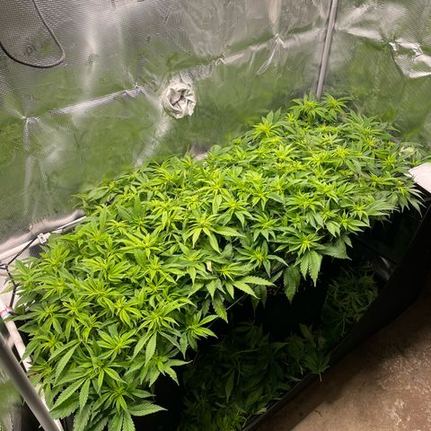 Jamaican Dream growlog timeline photo