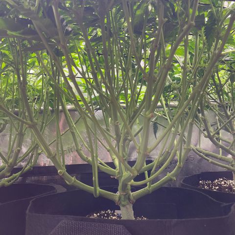 Jamaican Dream growlog timeline photo