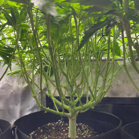 Jamaican Dream growlog timeline photo