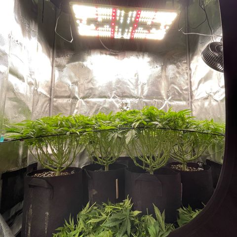 Jamaican Dream growlog timeline photo