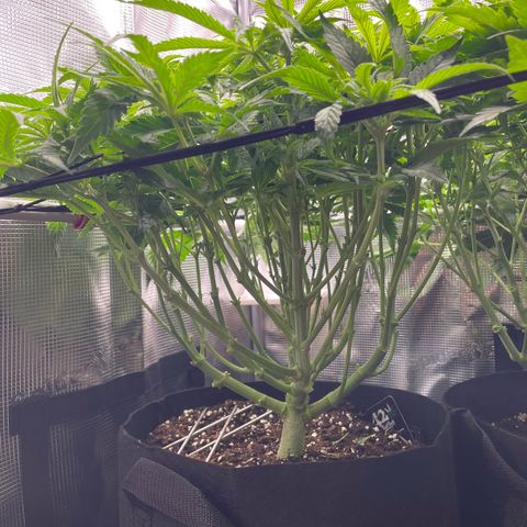 Jamaican Dream growlog timeline photo