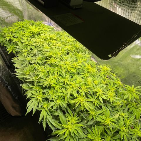 Jamaican Dream growlog timeline photo