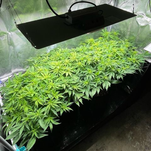 Jamaican Dream growlog timeline photo