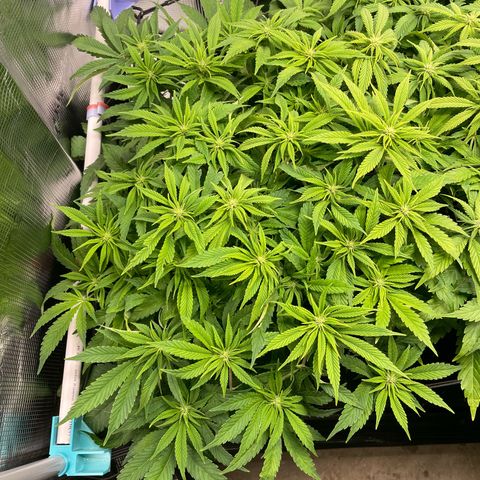 Jamaican Dream growlog timeline photo