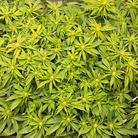 Jamaican Dream growlog timeline photo