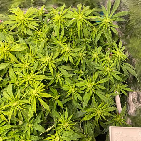 Jamaican Dream growlog timeline photo