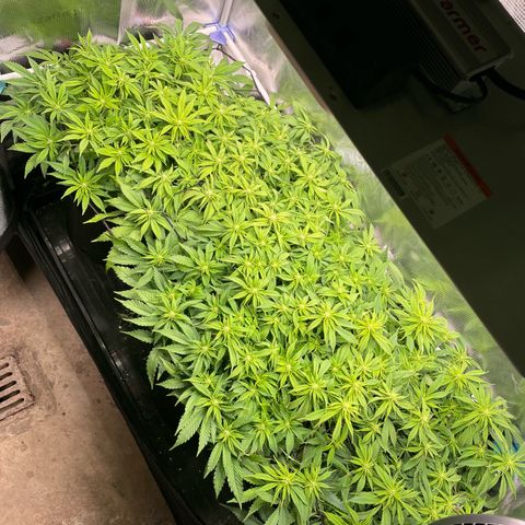 Jamaican Dream growlog timeline photo