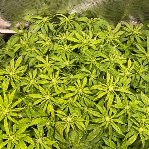 Jamaican Dream growlog timeline photo