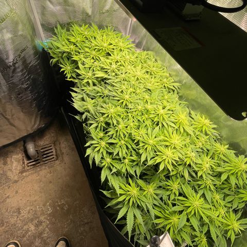 Jamaican Dream growlog timeline photo
