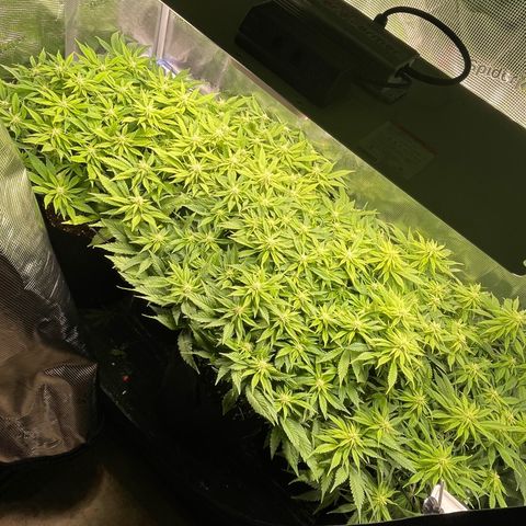 Jamaican Dream growlog timeline photo
