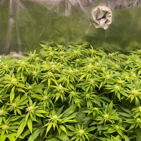 Jamaican Dream growlog timeline photo