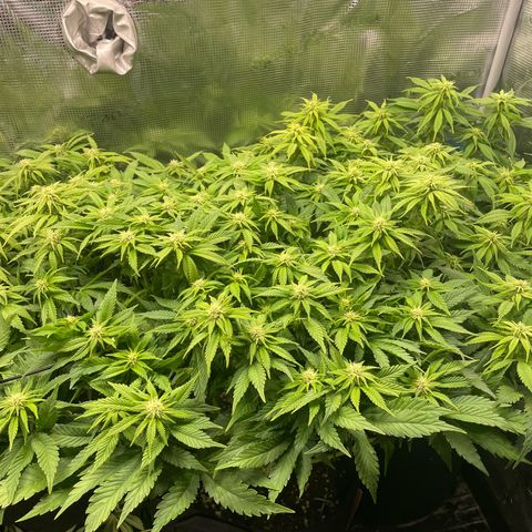 Jamaican Dream growlog timeline photo