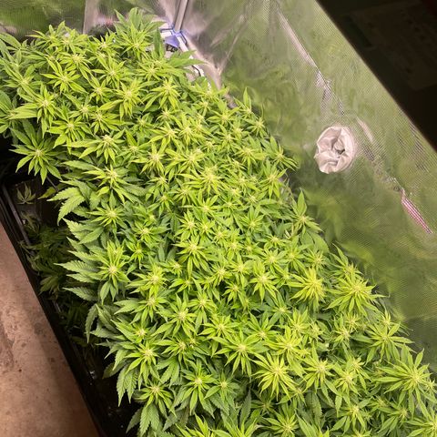 Jamaican Dream growlog timeline photo