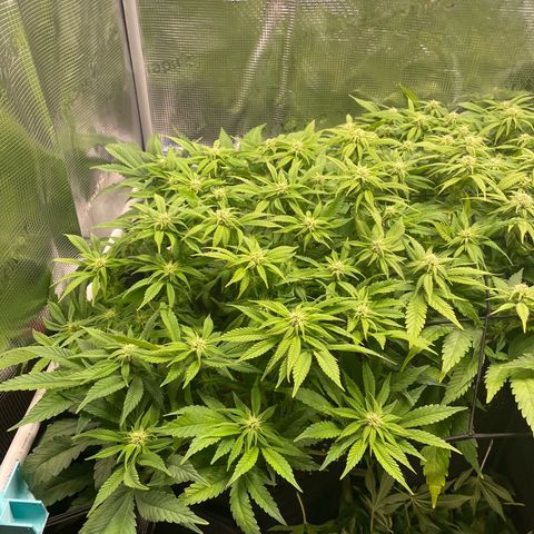 Jamaican Dream growlog timeline photo